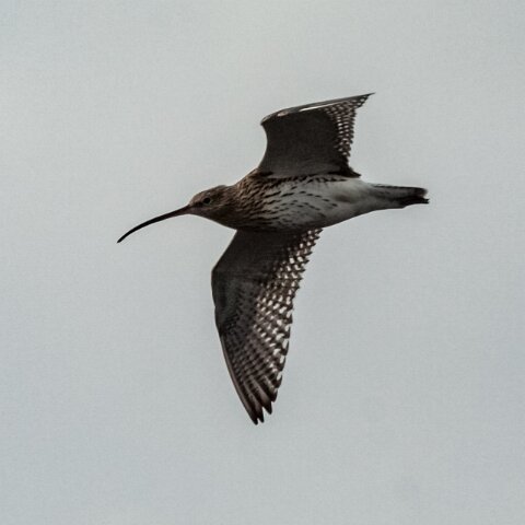 Curlew-5