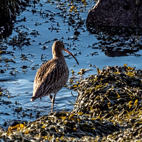 Curlew-7