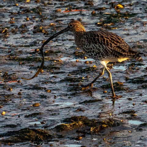 Curlew-9