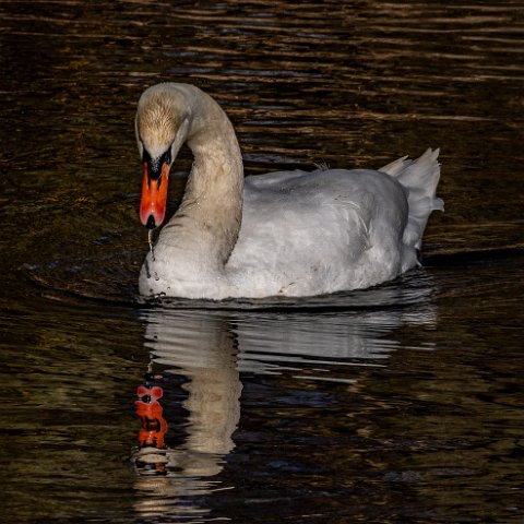 Mute-Swan (233)