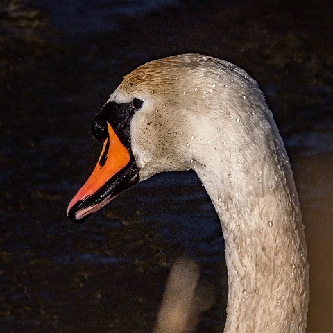 Mute-Swan (237)