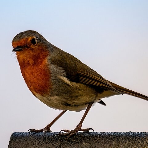 Robin (236)