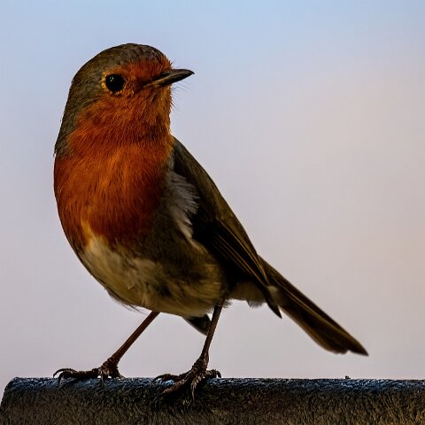 Robin (237)