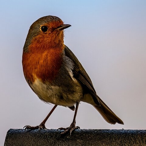 Robin (238)