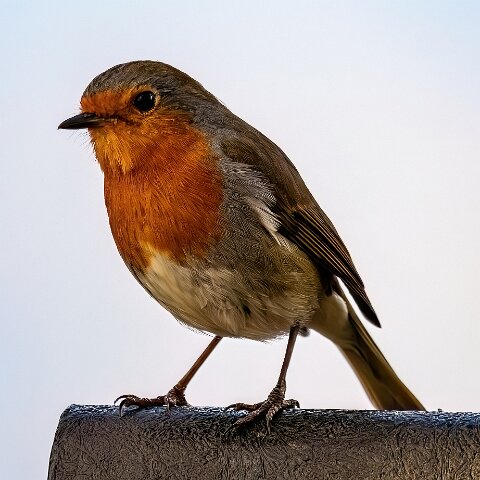 Robin (240)