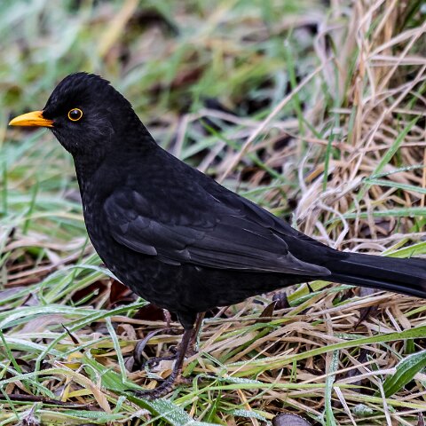 Blackbird-1