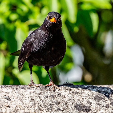 Blackbird-10
