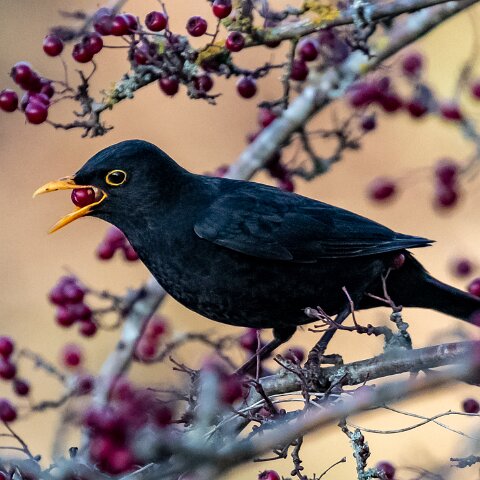 Blackbird-13