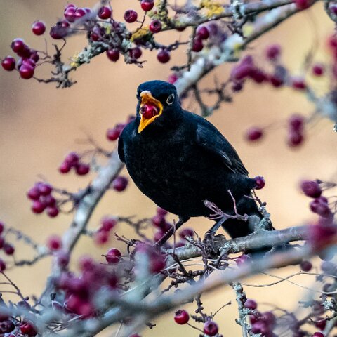Blackbird-16