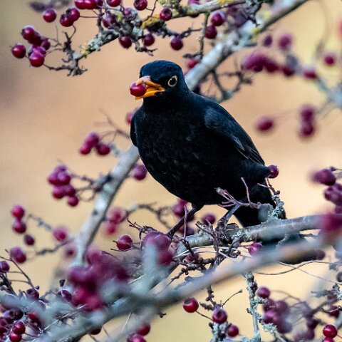 Blackbird-17