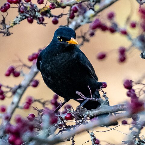 Blackbird-18