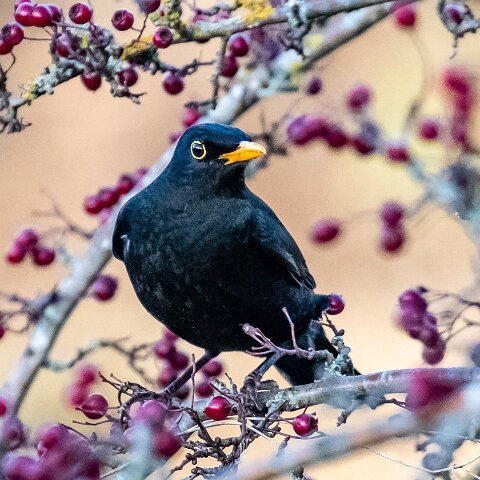 Blackbird-19