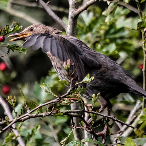 Blackbird-2