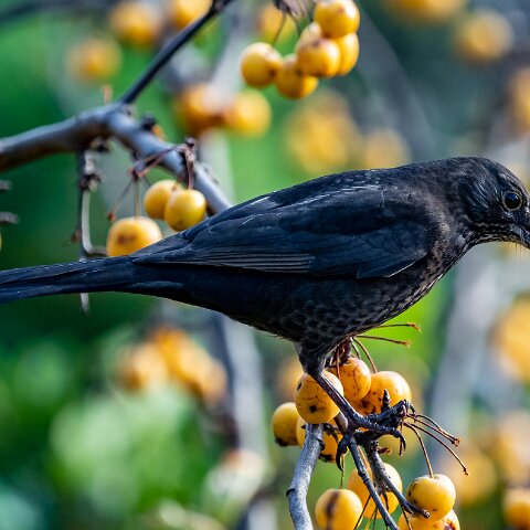 Blackbird-20