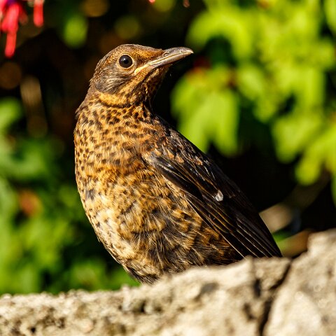 Blackbird-3