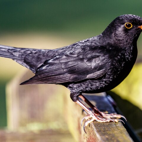 Blackbird-4
