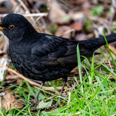 Blackbird-6
