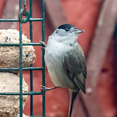 Blackcap-1
