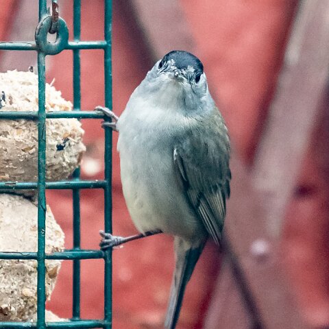 Blackcap-3