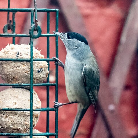 Blackcap-4