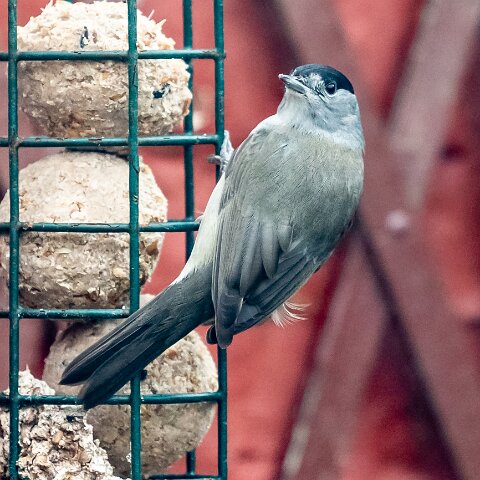 Blackcap-5