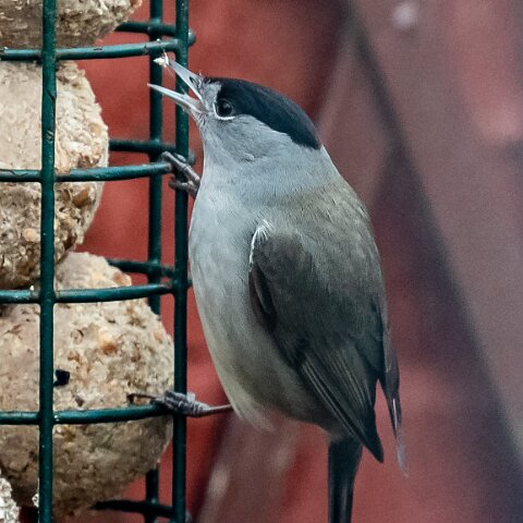 Blackcap-6