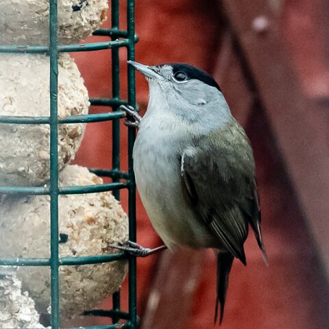 Blackcap-7