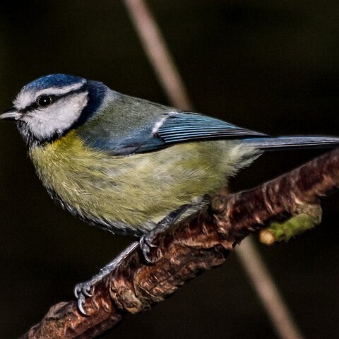 Blue-Tit-1