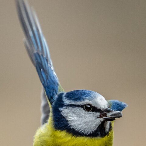 Blue-Tit-10