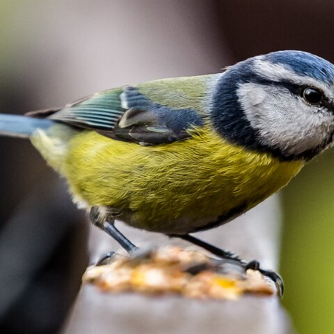 Blue-Tit-11