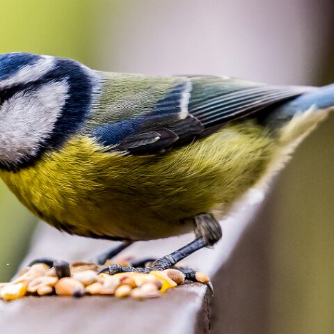 Blue-Tit-12