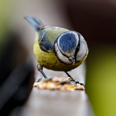 Blue-Tit-13