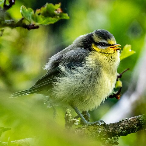 Blue-Tit-14