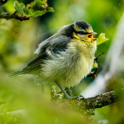 Blue-Tit-15