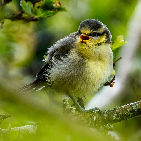 Blue-Tit-16
