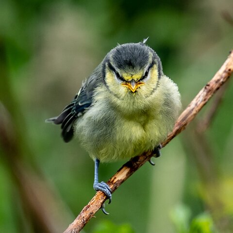 Blue-Tit-17