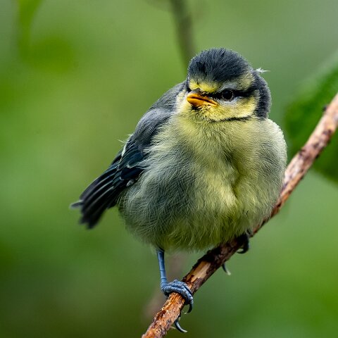 Blue-Tit-18