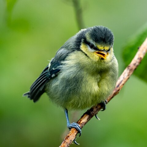 Blue-Tit-19