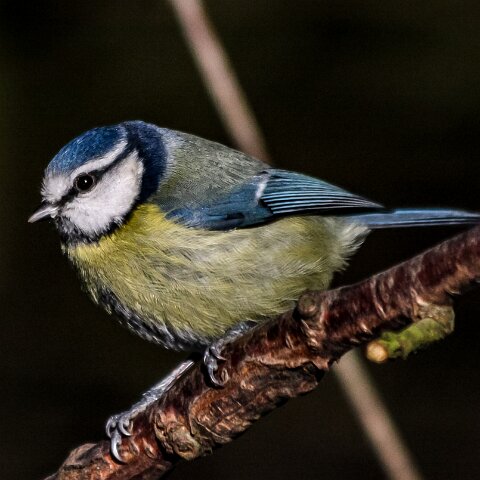 Blue-Tit-2