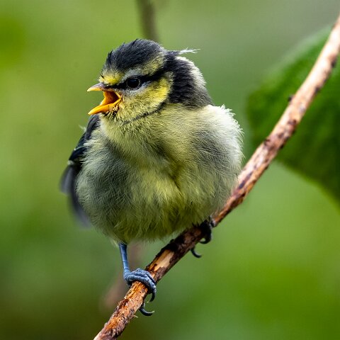 Blue-Tit-20