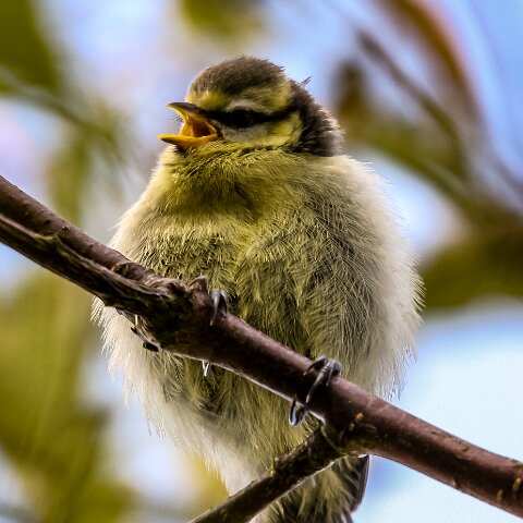Blue-Tit-3