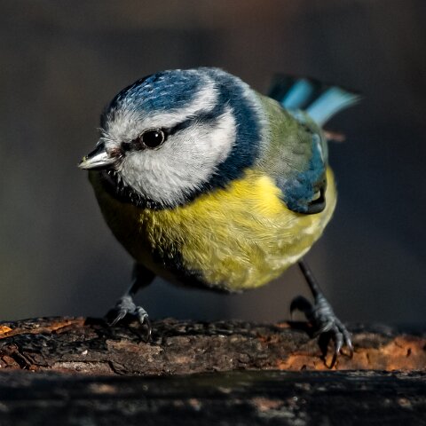 Blue-Tit-4