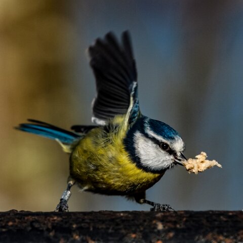 Blue-Tit-5