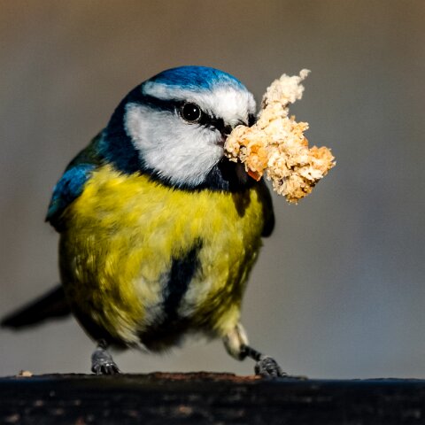 Blue-Tit-6