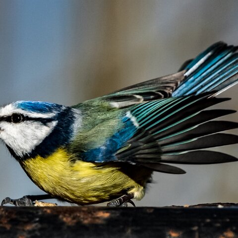 Blue-Tit-7