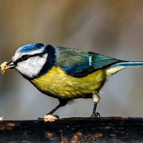 Blue-Tit-8