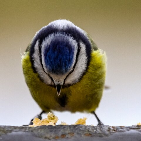 Blue-Tit-9