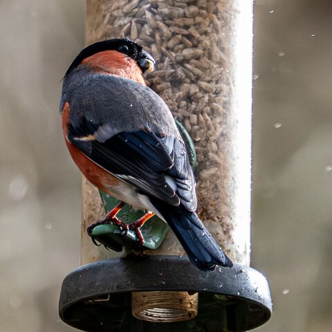 Bullfinch-4