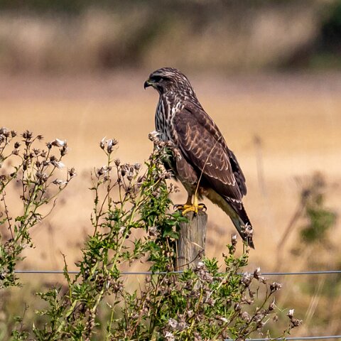 Buzzard-10