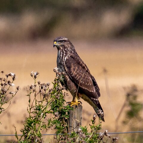 Buzzard-11